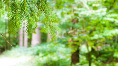 Forest background. Close-up of spruce branches. NAture concept. Copy space on blur.