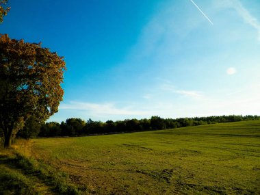 Yaz sonu - sonbahar ağaçları ve tarlalar. Polonya doğası. Mavi gökyüzündeki boşluğu kopyala. Mechelinki, Polonya.