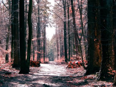 Springtime, forest awakens again after the winter break. The spring sun breaks through the trees on the path in forest. Nature concept. clipart