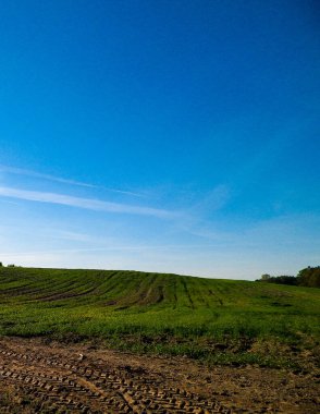 Mavi gökyüzünün arka planında yeşil alan. Mavi gökyüzünde uzayı kopyala. Güneşli bir sonbahar günü. Polonya 'nın Doğası.