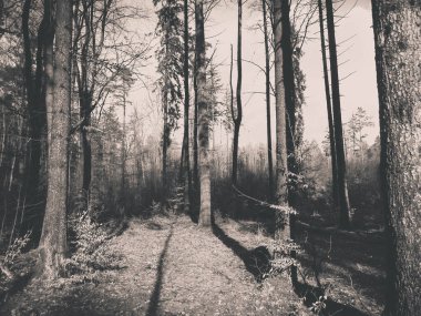 Kış tatilinden sonra orman tekrar uyanır. Bahar güneşi ağaçların arasından doğuyor Polonya doğası. Doğa konsepti. BW filtre tonu.