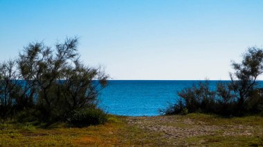 Akdeniz kıyılarındaki çürük ağaçlar, Treni kıyıları. Akdeniz doğası. Tatiller ve doğa konsepti. Mavi gökyüzünde uzayı kopyala. Vada, Toskana Bölgesi, İtalya,