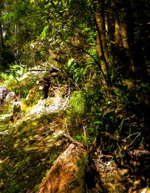 Sao Miguel iç kısımlarındaki tropikal ormanın güzel doğası. Sao Miguel, Azores takımadalarının en büyük adasıdır..