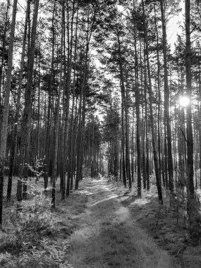 Tuchola Ormanı manzarası. Kuzey Polonya. BW filtre tonu