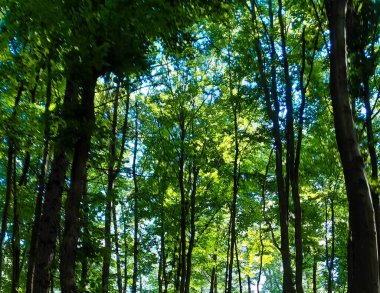 Orman manzarası. Kuzey Polonya doğası güzeli..