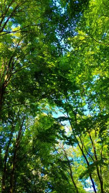 Doğal bir arka plan olarak yeşil dallar. Kopyala uzayı, vahşi orman.