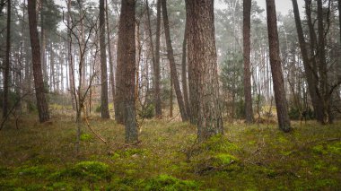Baltık Denizi 'nin kıyı bölgesindeki çam ormanı. Tatiller ve turizm, Kuzey Polonya 'nın güzel doğası..