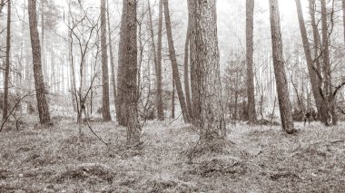 Baltık Denizi 'nin kıyı bölgesindeki çam ormanı. Tatiller ve turizm, Kuzey Polonya 'nın güzel doğası. BW soyut filtre tonu