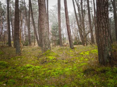 Baltık Denizi 'nin kıyı bölgesindeki çam ormanı. Tatiller ve turizm, Kuzey Polonya 'nın güzel doğası..