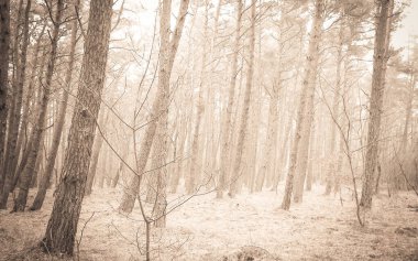 Baltık Denizi 'nin kıyı bölgesindeki çam ormanı. Tatiller ve turizm, Kuzey Polonya 'nın güzel doğası. BW soyut filtre tonu