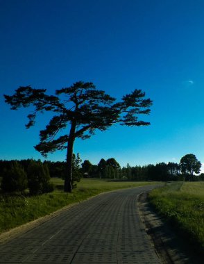 Kashubian köyünün açıklarında. Kashubia, güzel doğasıyla bilinen kuzey Polonya 'nın bir parçasıdır. Kozalaklı ağaç ve köy yolu, yaz mevsimi, güzel Polonya ortamı.