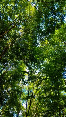 Doğal bir arka plan olarak yeşil dallar. Kopyala uzayı, vahşi orman.