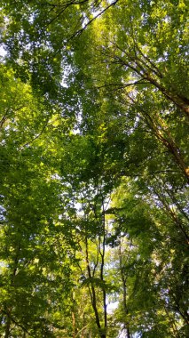 Doğal bir arka plan olarak yeşil dallar. Kopyala uzayı, vahşi orman.