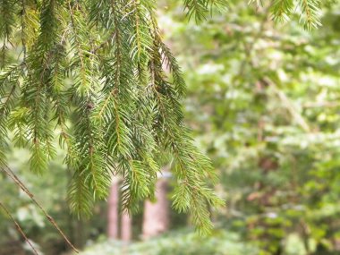 Forest background. Close-up of spruce branches. NAture concept. Copy space on blur.