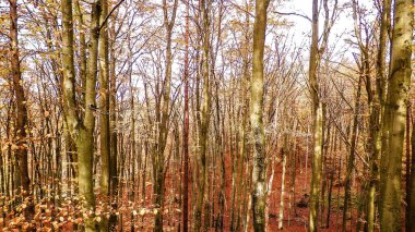 Sonbaharda Polonya ormanı. Doğa konsepti.