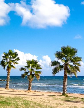 Kumsal ve palmiye ağaçları. Akdeniz kıyısı. Kıbrıs adası.