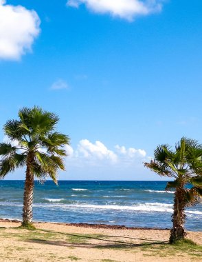 Kumsal ve palmiye ağaçları. Akdeniz kıyısı. Kıbrıs adası.