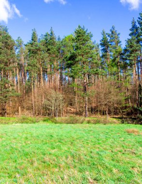 Ormandaki vahşi, yeşil çayır. Polonya 'nın Kashubia bölgesinin doğal güzelliği.