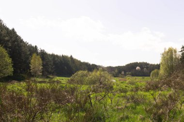 Ormandaki vahşi, yeşil çayır. Polonya 'nın Kashubia bölgesinin doğal güzelliği.