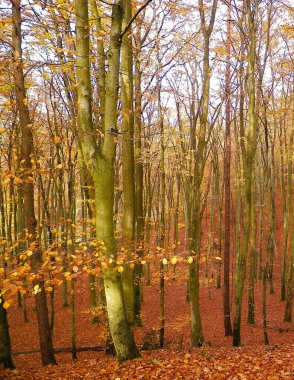 Sonbaharda Polonya ormanı. Doğa konsepti.