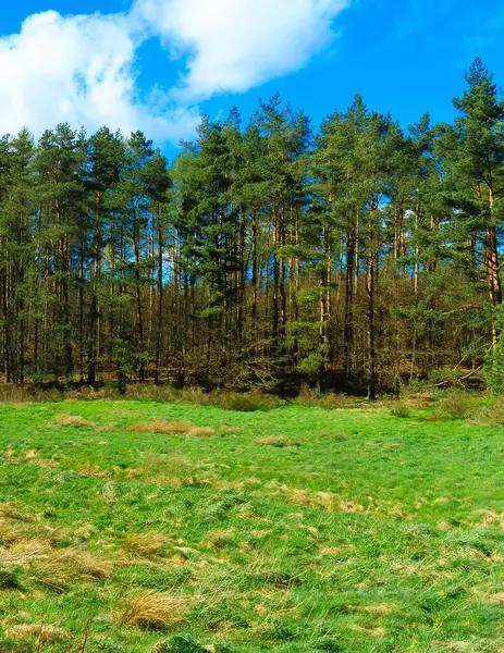 stock image Wild, green meadow in forest. Natural beauty of Kashubia region in Poland.