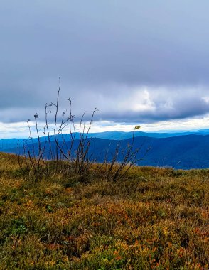 Landscape of Bieszczady Mountains which is northern part of Carpatian Mountains. Beauty of nature. clipart