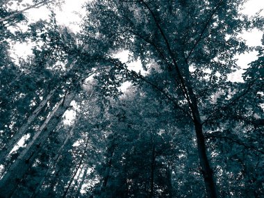 Forest tree branches as nature background. Copy space, abstract filter toned.