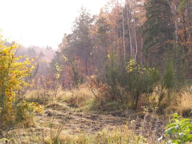 Sonbahar orman manzarası. Polonya 'da sonbahar sezonu. Doğa ve seyahat kavramı.