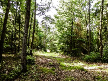 Vahşi orman manzarası. Yeşil orman güneşli bir günde, yaz mevsiminde. Güzel doğa Pomerania - Kuzey Polonya bölgesi.