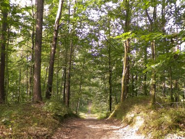 Yeşil ormanda yol. Yaz ormanı manzarası. Kuzey Polonya doğası. Seyahat ve doğa kavramı.