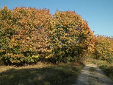 Güneşli bir günde sonbahar ormanı, Polonya. Doğa ve seyahat kavramı.