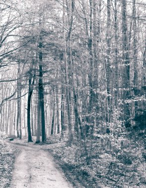 Kış tatilinden sonra orman tekrar uyanır. Bahar güneşi ağaçların arasından doğuyor Polonya doğası. Doğa konsepti. BW filtre tonu.