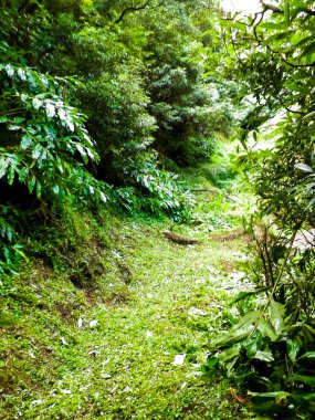 Sao Miguel iç kesimlerindeki tropikal ormanın vahşi doğası. Sao Miguel, Azores takımadalarının en büyük adasıdır. Vahşi doğanın güzelliği ve seyahat konsepti.