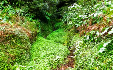 Sao Miguel iç kesimlerindeki tropikal ormanın vahşi doğası. Sao Miguel, Azores takımadalarının en büyük adasıdır. Vahşi doğanın güzelliği ve seyahat konsepti.