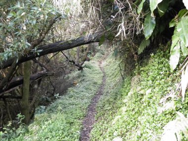 Sao Miguel iç kesimlerindeki tropikal ormanın vahşi doğası. Sao Miguel, Azores takımadalarının en büyük adasıdır. Vahşi doğanın güzelliği ve seyahat konsepti.