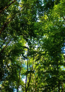 Doğal bir arka plan olarak yeşil dallar. Kopyala uzayı, vahşi orman.