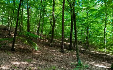 Kuzey Polonya 'da orman arazisi. Doğanın güzelliği konsepti.