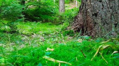 Vahşi ormandaki yosunları ve çöpleri kapatın. Kuzey Polonya.