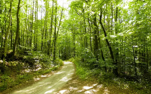 Yeşil ormanda yol. Yaz ormanı manzarası. Pomerania 'nın doğası - Kuzey Polonya bölgesi. Seyahat ve doğa kavramı.