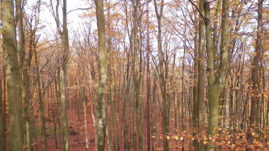 Sonbaharda Polonya ormanı. Doğa konsepti.