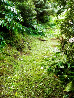 Sao Miguel iç kesimlerindeki tropikal ormanın vahşi doğası. Sao Miguel, Azores takımadalarının en büyük adasıdır. Vahşi doğanın güzelliği ve seyahat konsepti.