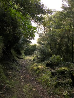 Sao Miguel iç kesimlerindeki tropikal ormanın vahşi doğası. Sao Miguel, Azores takımadalarının en büyük adasıdır. Vahşi doğanın güzelliği ve seyahat konsepti.
