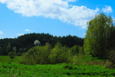 Ormandaki vahşi, yeşil çayır. Polonya 'nın Kashubia bölgesinin doğal güzelliği.