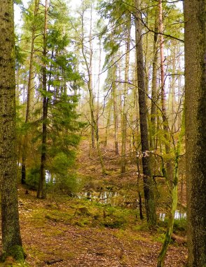 Kış tatilinden sonra orman tekrar uyanır. Bahar güneşi ağaçların arasından doğuyor Polonya doğası. Doğa konsepti.
