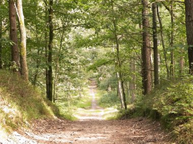 Yeşil ormanda yol. Yaz ormanı manzarası. Kuzey Polonya doğası. Seyahat ve doğa kavramı.