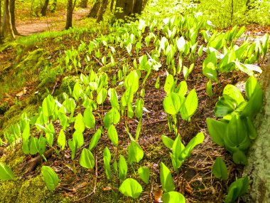 Yaz doğayı uyandırıyor. Yaz ormanlarında yetişen yeşil bitkiler.