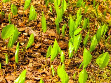 Yaz doğayı uyandırıyor. Yaz ormanlarında yetişen yeşil bitkiler.