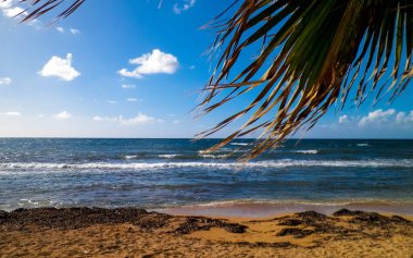 Akdeniz kıyısındaki sahil ve palmiyeler. Kıbrıs adasının egzotik doğası.