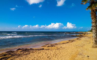 Akdeniz kıyısındaki sahil ve palmiyeler. Kıbrıs adasının egzotik doğası.