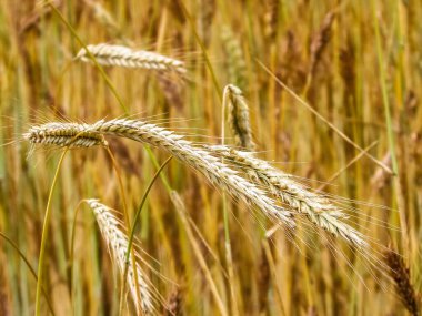 Çavdar bitkilerini doğa arka planı olarak kapatın. Tarım kavramı.